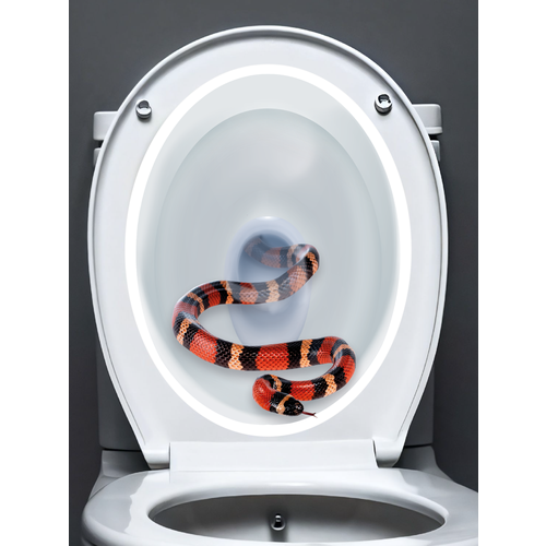 Забавные наклейки для декора интерьера туалета дома, на даче, в бане змея в унитазе