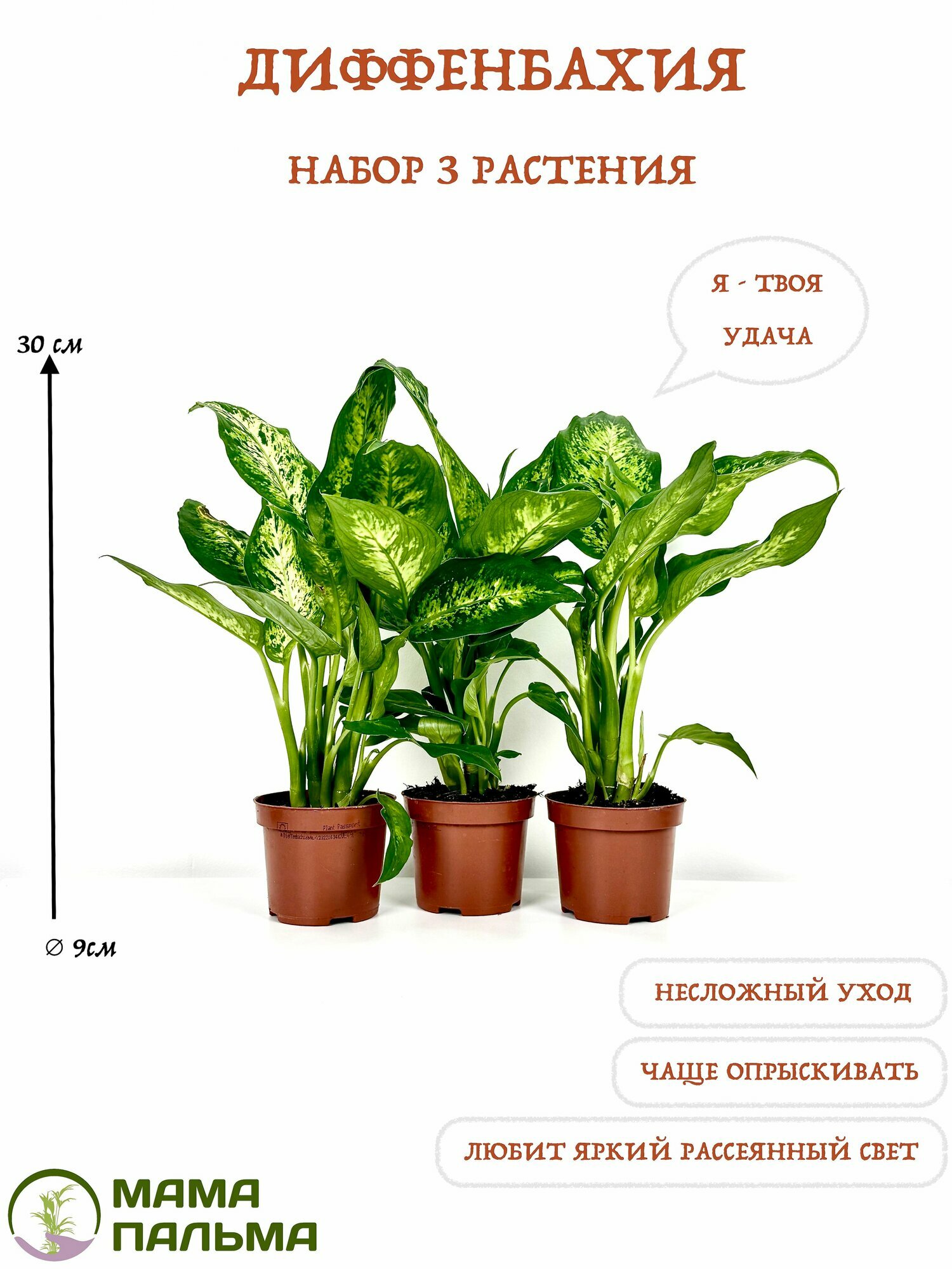 Набор 3 растения Диффенбахия в горшке D9 высота 30 см (живые растения)
