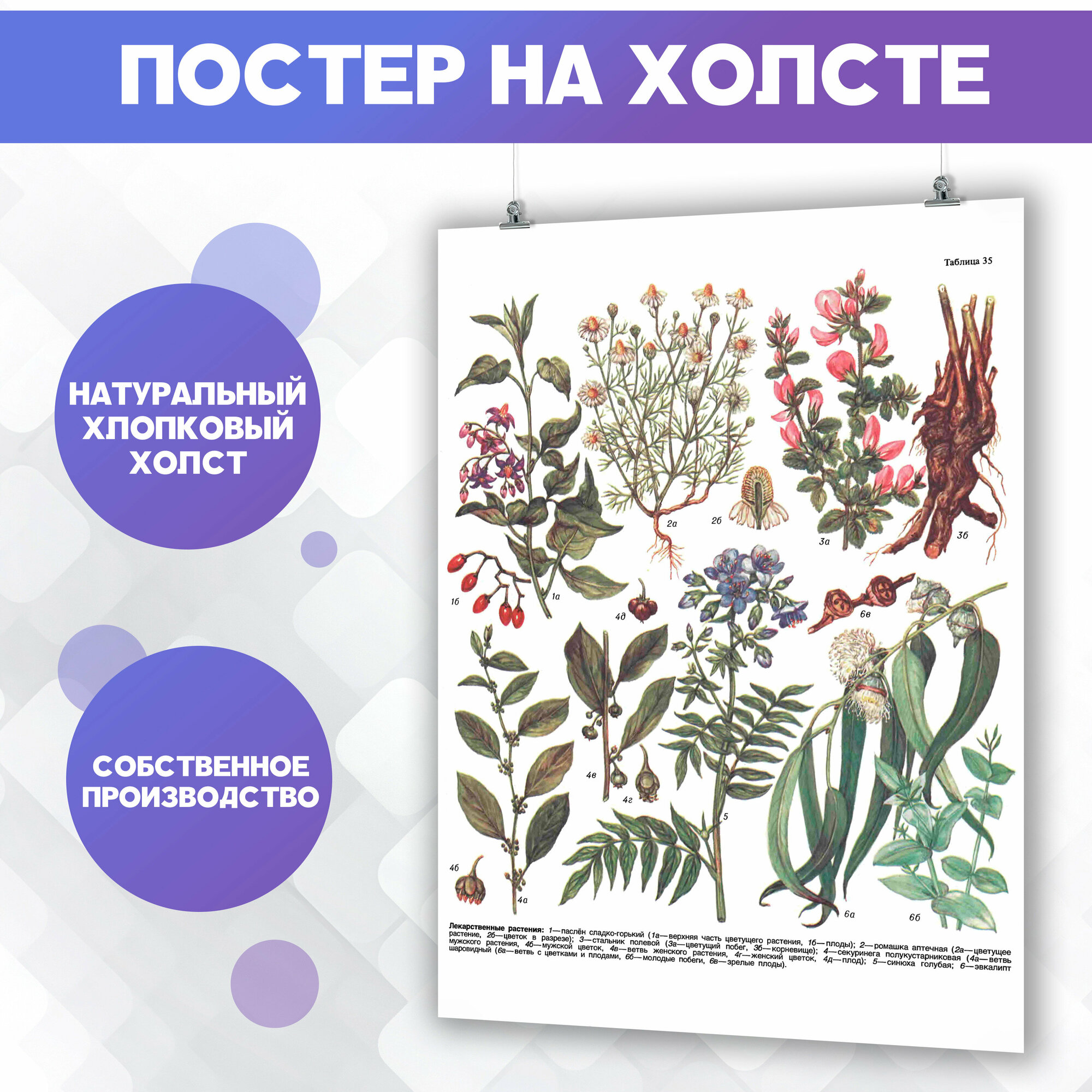 Постер виды растений (14) 30х40 см