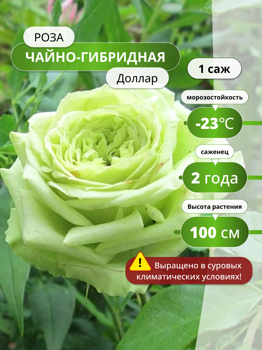 Роза чайно-гибридная Доллар (Dollar) / 1 шт, саженец розы, непрерывноцветущий