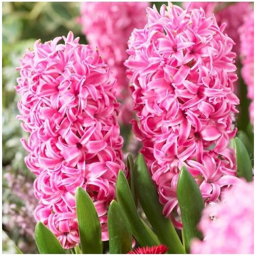 Луковицы гиацинтов Pink Pearl (3 шт.) фракция 15/16