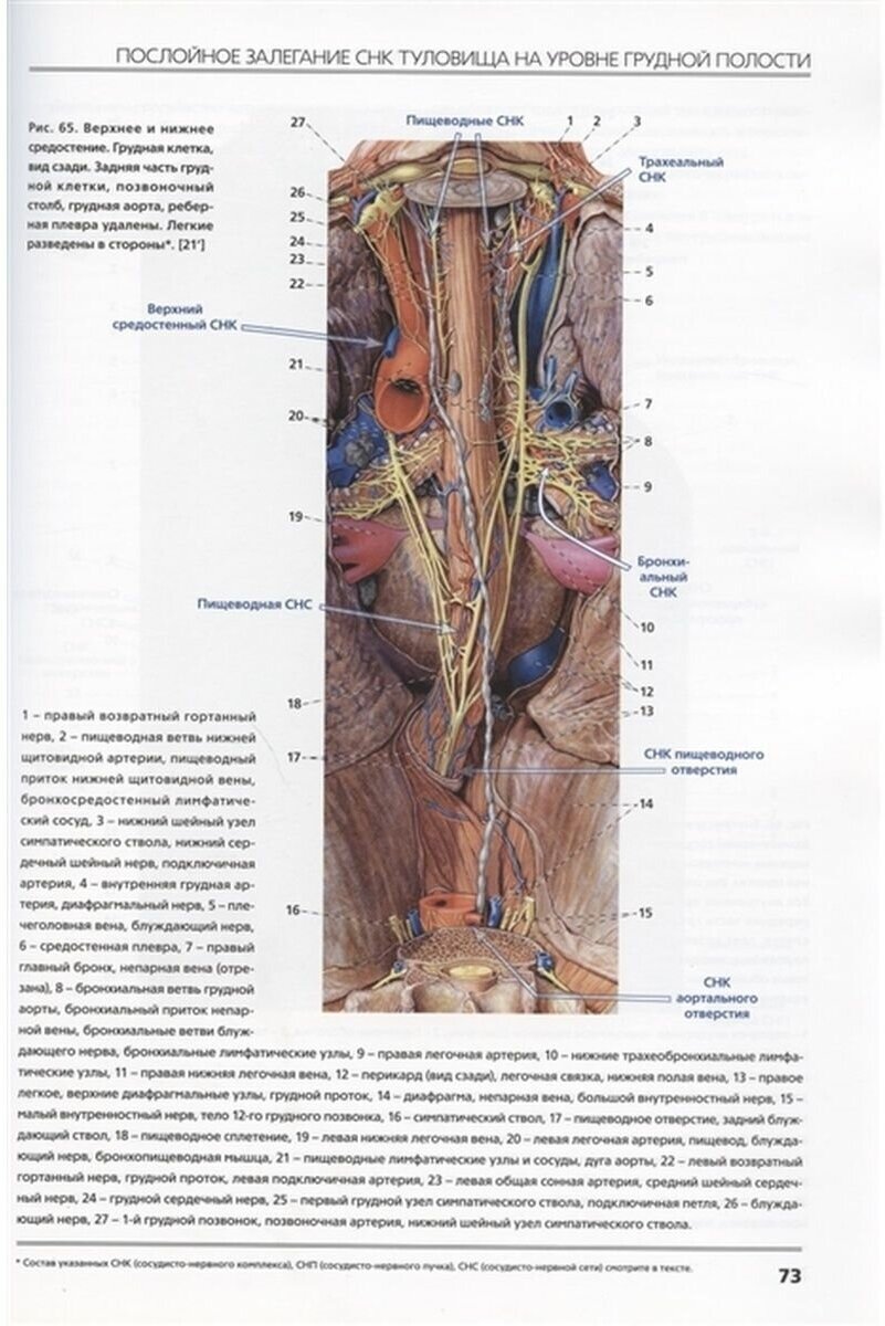 Сосудисто-нервные комплексы тела человека - фото №3