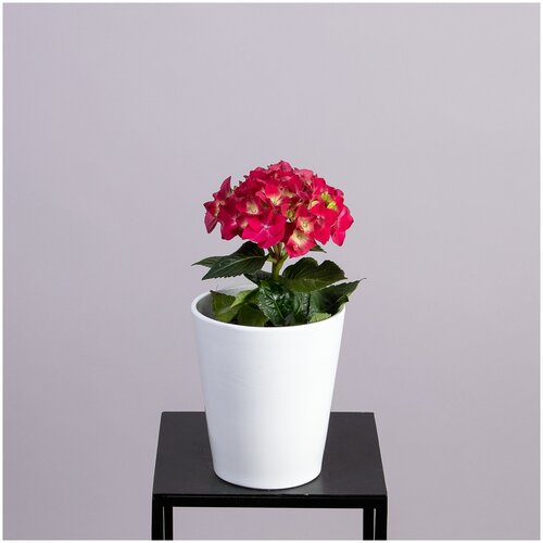 Гидрангия одноголовая красная (D-9, Н-15)