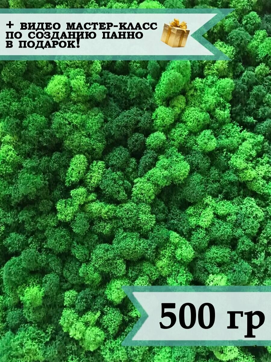 Стабилизированный мох ягель 500гр зеленый / мох для поделок, хобби и творчества/ растение для декора стен картин панно фитопанелей