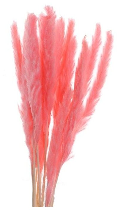 Сухоцвет «Камыш» набор 15 шт, цвет нежно розовый - фотография № 3