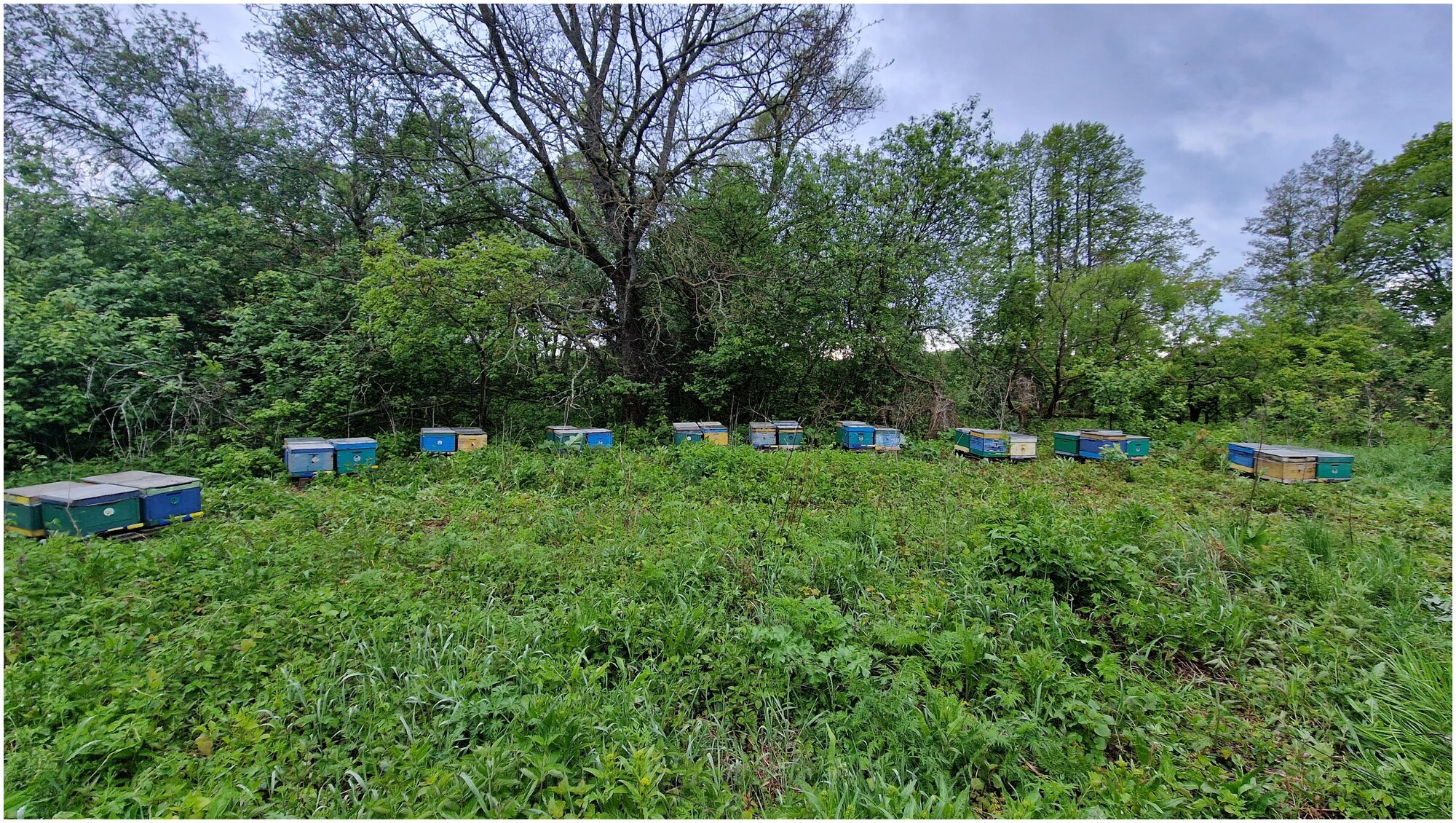 Мёд цветочный натуральный 0,5 кг. / урожай 2022 года / ГОСТ / Honey day - фотография № 6