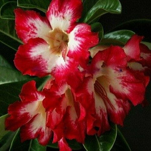 Адениум, Adenium Obesum Desert Rose FLORA, семена, цветы