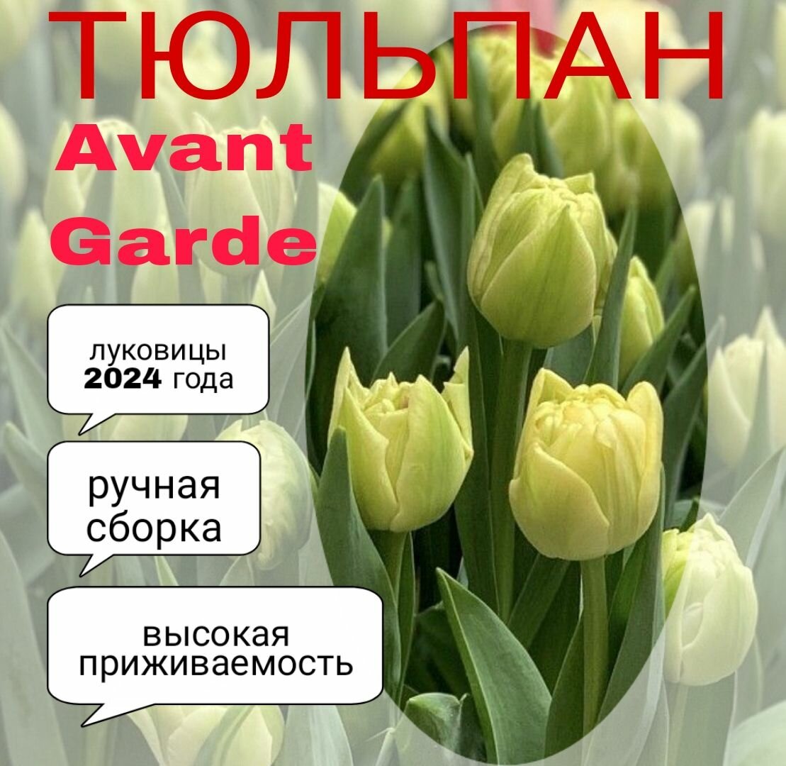 Луковицы тюльпана сорт "Avant Garde" 5 шт