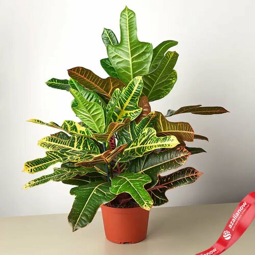 Кротон дуболистный высота 50-70 см.