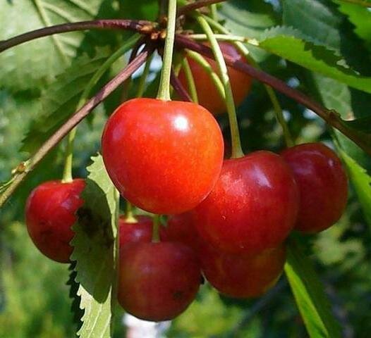 Саженцы Черешня Фатеж (2 года, С3,5, 50-75 см)