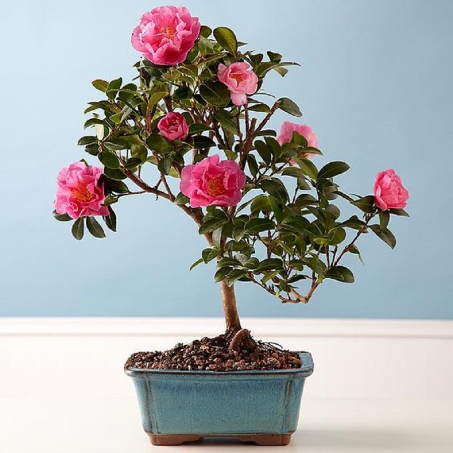 Камелия японская Pink, семена