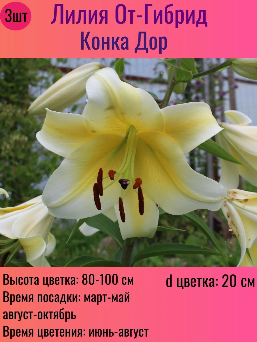 Лилии луковицы От-гибрид многолетние 3 штуки