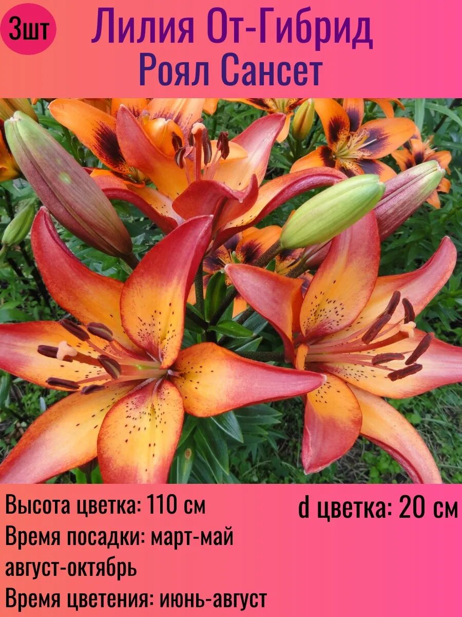 Лилии луковицы От-гибрид многолетние 3 штуки