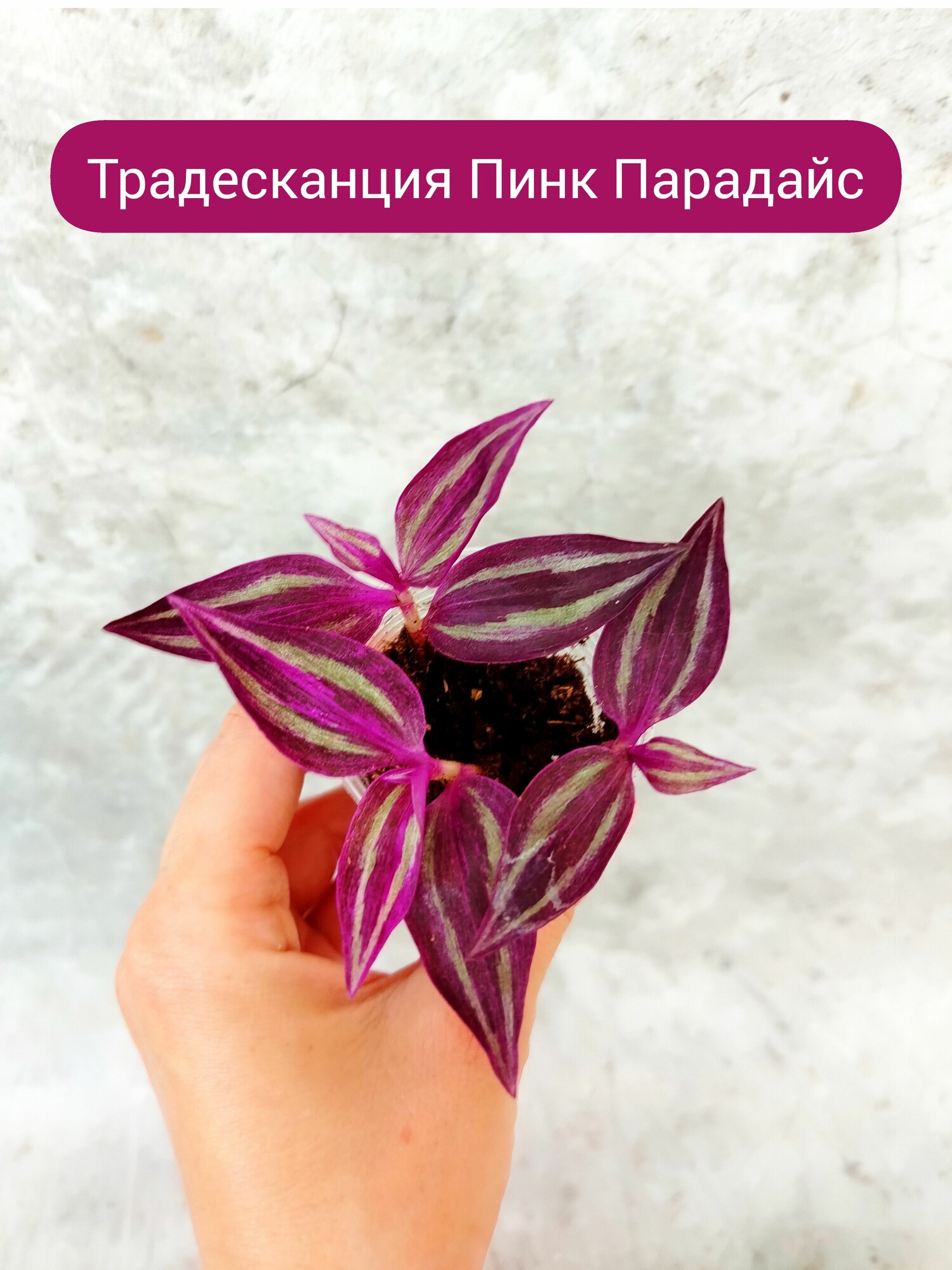 Традесканция Пинк Парадайс Pink Paradise