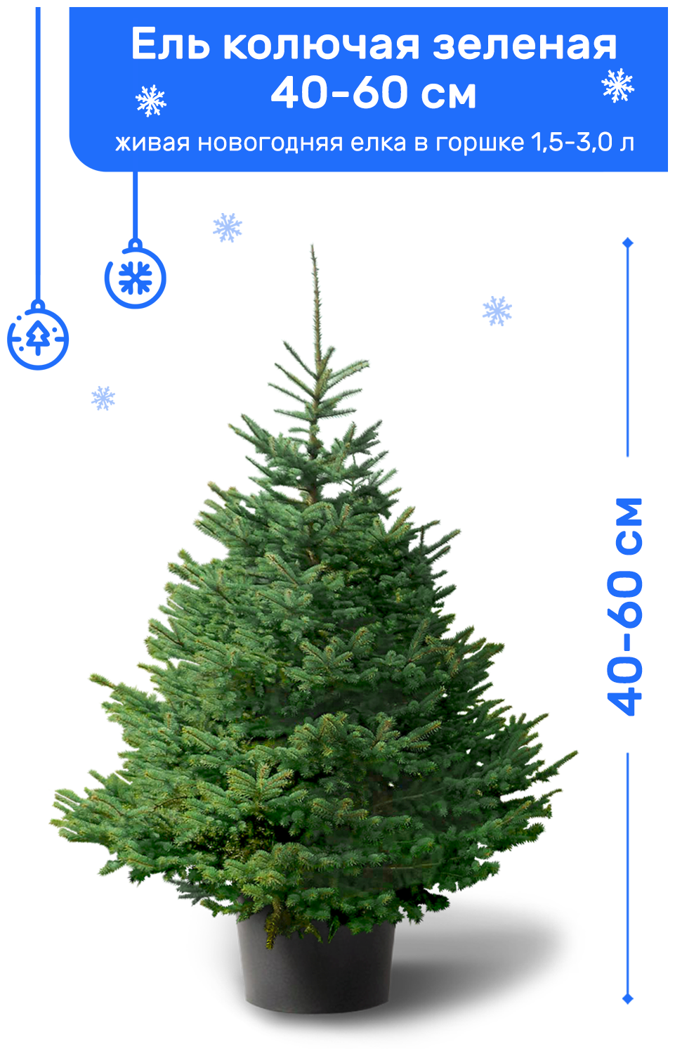 Ель Колючая Зеленая (Американская) живая новогодняя елка в пластиковом горшке
