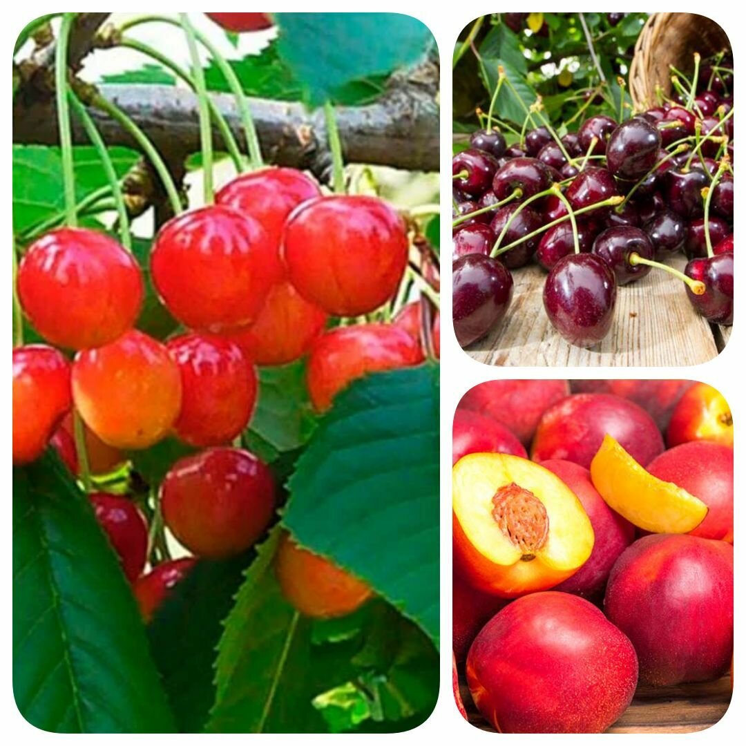 Набор из 3-х сортов саженцев черешни нектарина Золотистая Нежность