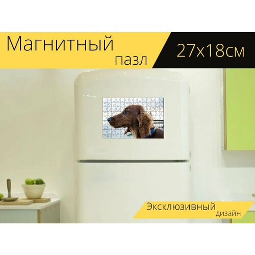 Магнитный пазл Такса, длинношерстная такса, собака на холодильник 27 x 18 см.