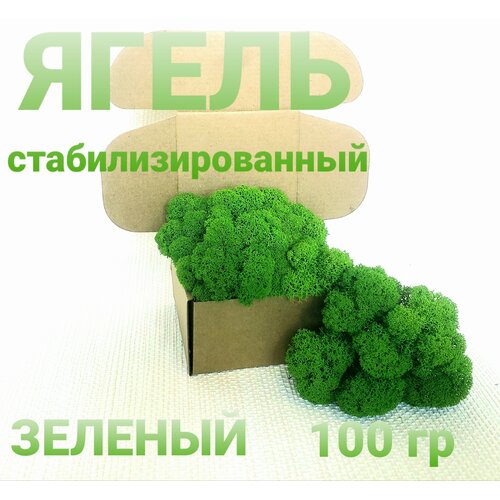 Мох ягель стабилизированный зеленый от Norwegian Wood 459₽