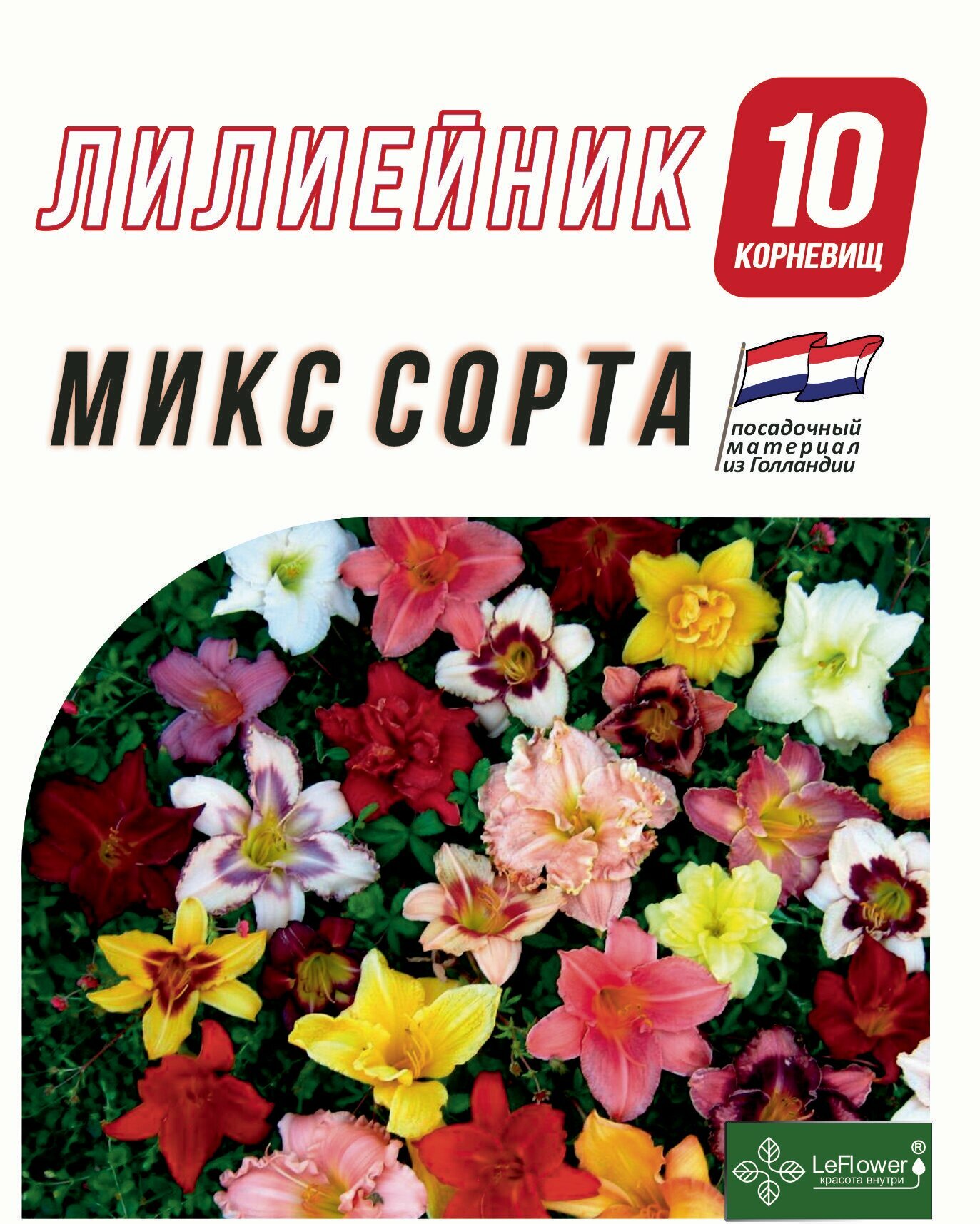 Лилейник Корневище, микс сорта, 20 шт