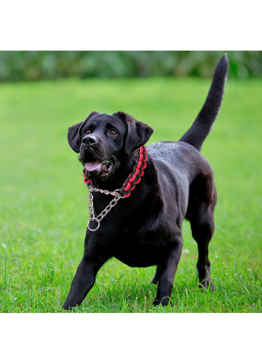 Ошейник для собак, ошейник-удавка — фото 1