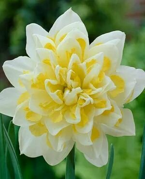 Нарцисс махровый Смоки Беар 10 шт