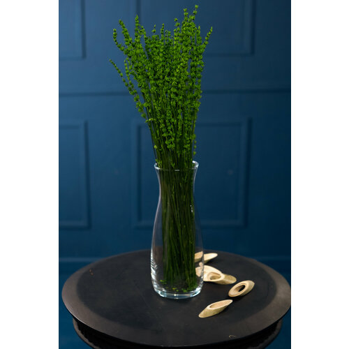 Стабилизированный Лавандин Цвет Зеленый 650₽