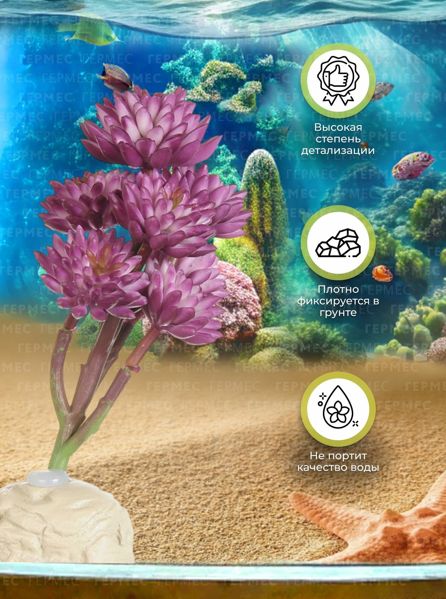 Растение для террариума Монантес, 15 см / суккуленты для террариума — фото 1