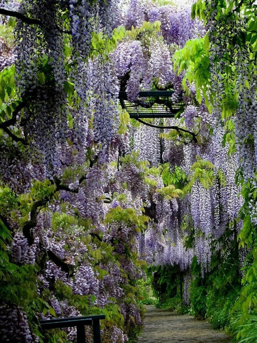 Семена Глициния китайская (Wisteria sinensis), 15 штук