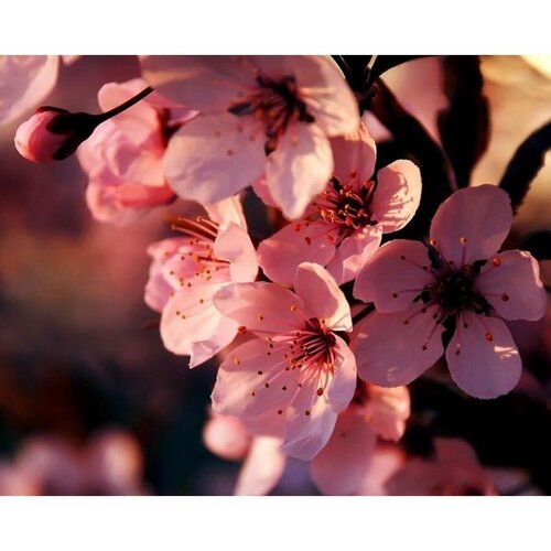 Алмазная мозаика на подрамнике 40х50 Цветы сакуры Букет 1299₽