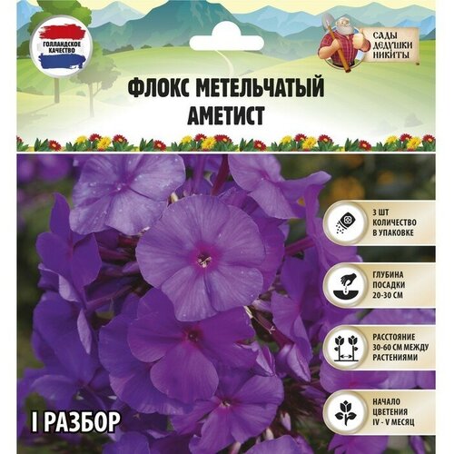 Флокс метельчатый 