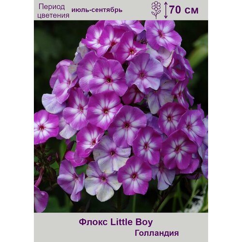 Флокс Литл Бой (Little Boy) 1 корень флокс метельчатый литл бой