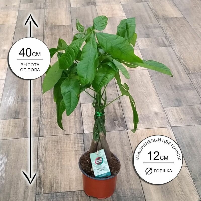 Пахира Акватика 12*40, живое комнатное растение в горшке
