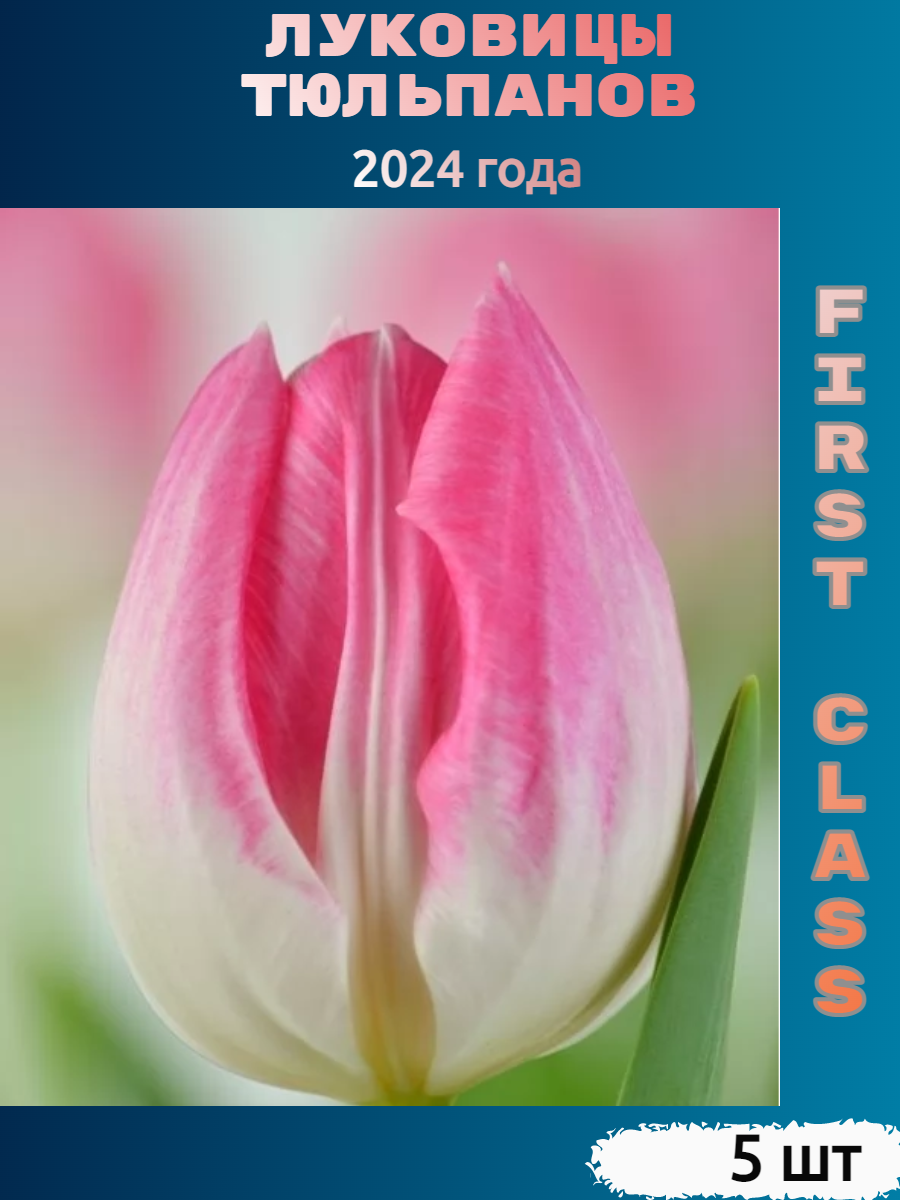 Луковицы тюльпана First class (5 шт)