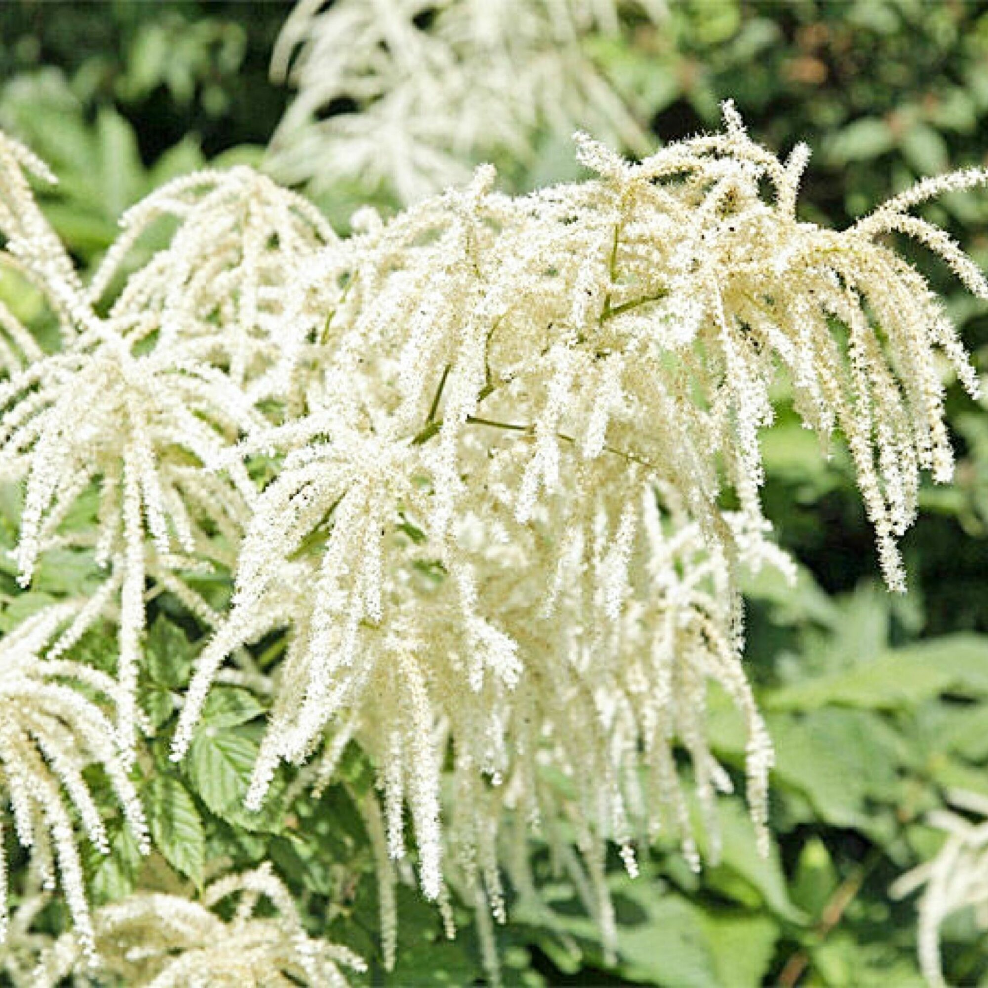 фото Волжанка Китайская