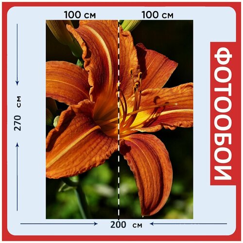 Фотообои Лили оранжевый лили цветок 200x270 см флизелиновыена стену 2960₽