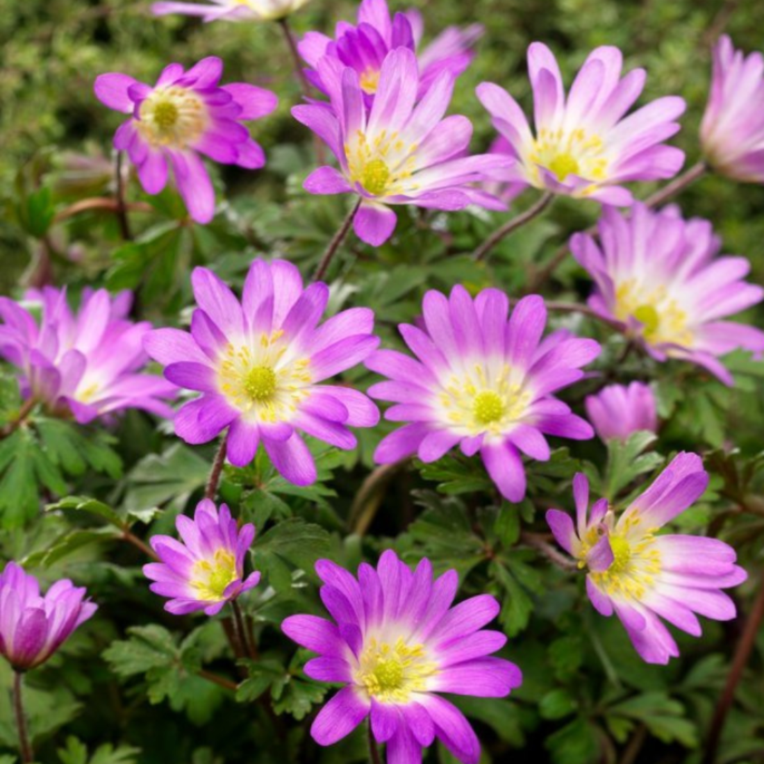 Луковицы цветов Chipollino flowers анемоны BLANDA ROSEA (10 луковиц)