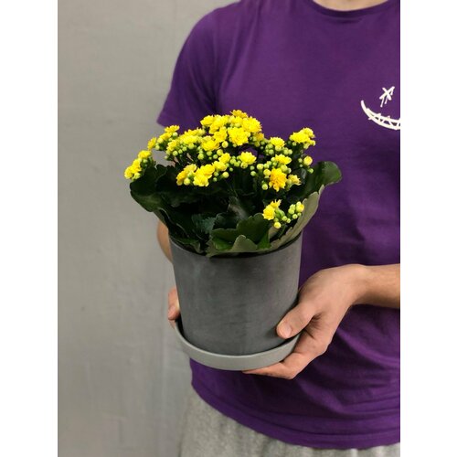 Комнатный цветок каланхоэ в бетонном горшке от бренда Margo plants 3390₽