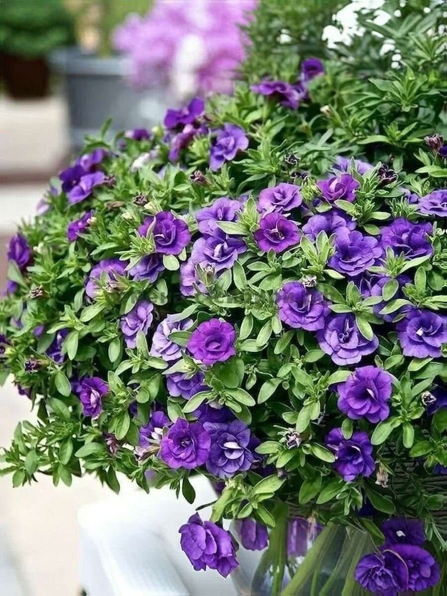 Калибрахоа професииональные семена