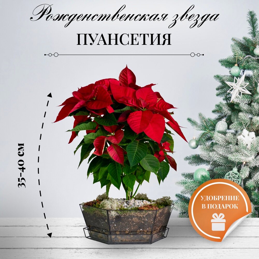 Пуансетия новогодняя в кашпо с поддоном
