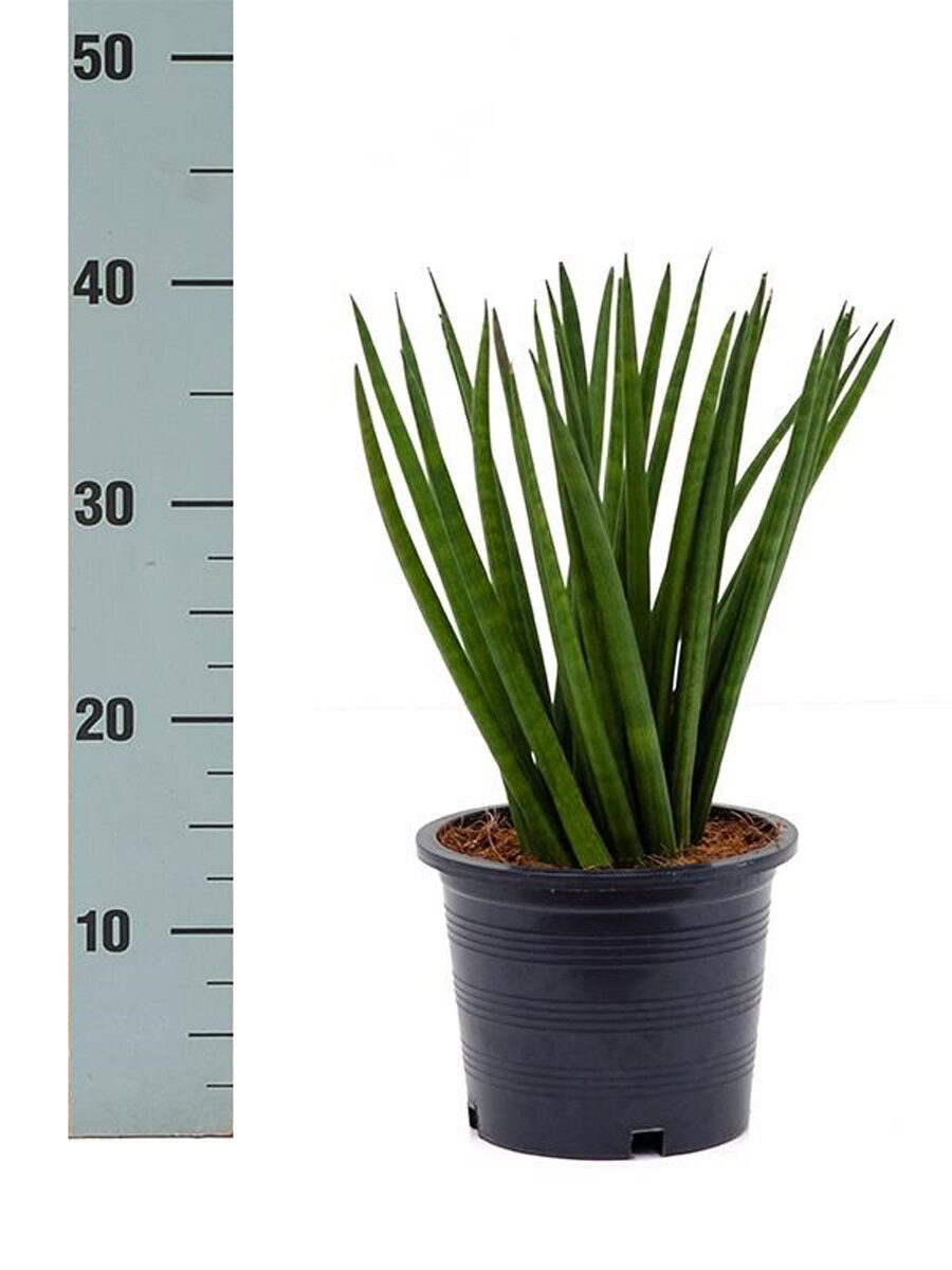 Сансивьерия Цилиндрика - Sansevieria cylindrica D15 H40