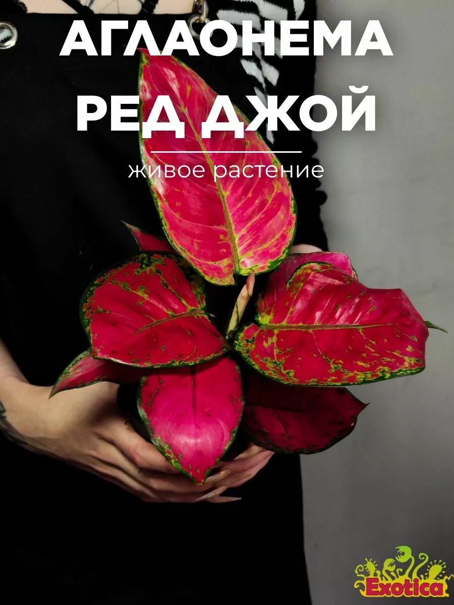 Аглаонема Ред Джой (Aglaonema Red Joy) D12см комнатное растение