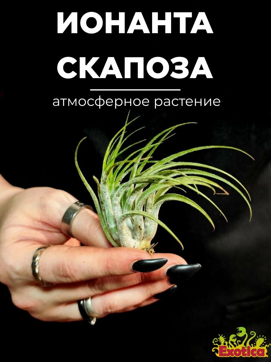 Тилландсия Ионанта Скапоза (Tillandsia Ionantha Scaposa), атмосферное растение