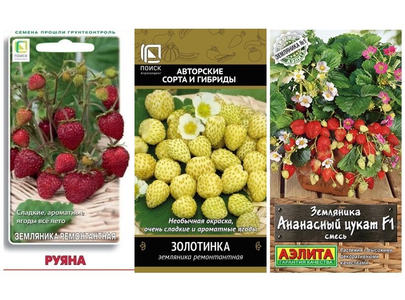 Набор семян земляники Семена мечты (Земляника Руяна Золотинка Ананасный цукат смесь)