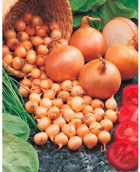 Лук - севок Штутгартер ризен 0,5 кг для выращивания на подоконнике на зелень, на перо, лук-севок для огорода