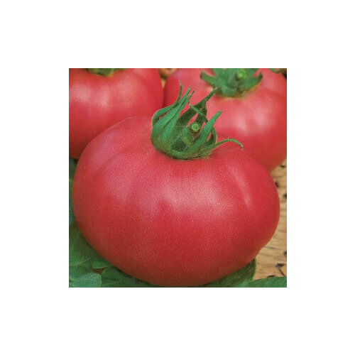 Семена томатов Кукла Даша F1 (0,05 гр.)