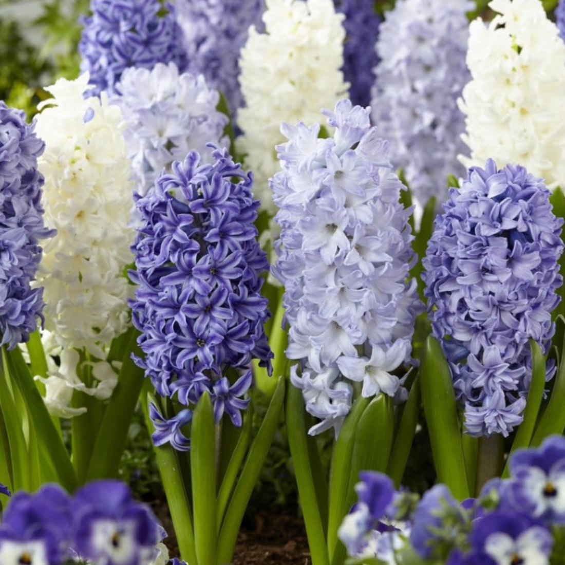 Луковицы цветов сhipollino flowers гиацинты BLUE AND WHITE MIX (5 луковиц)