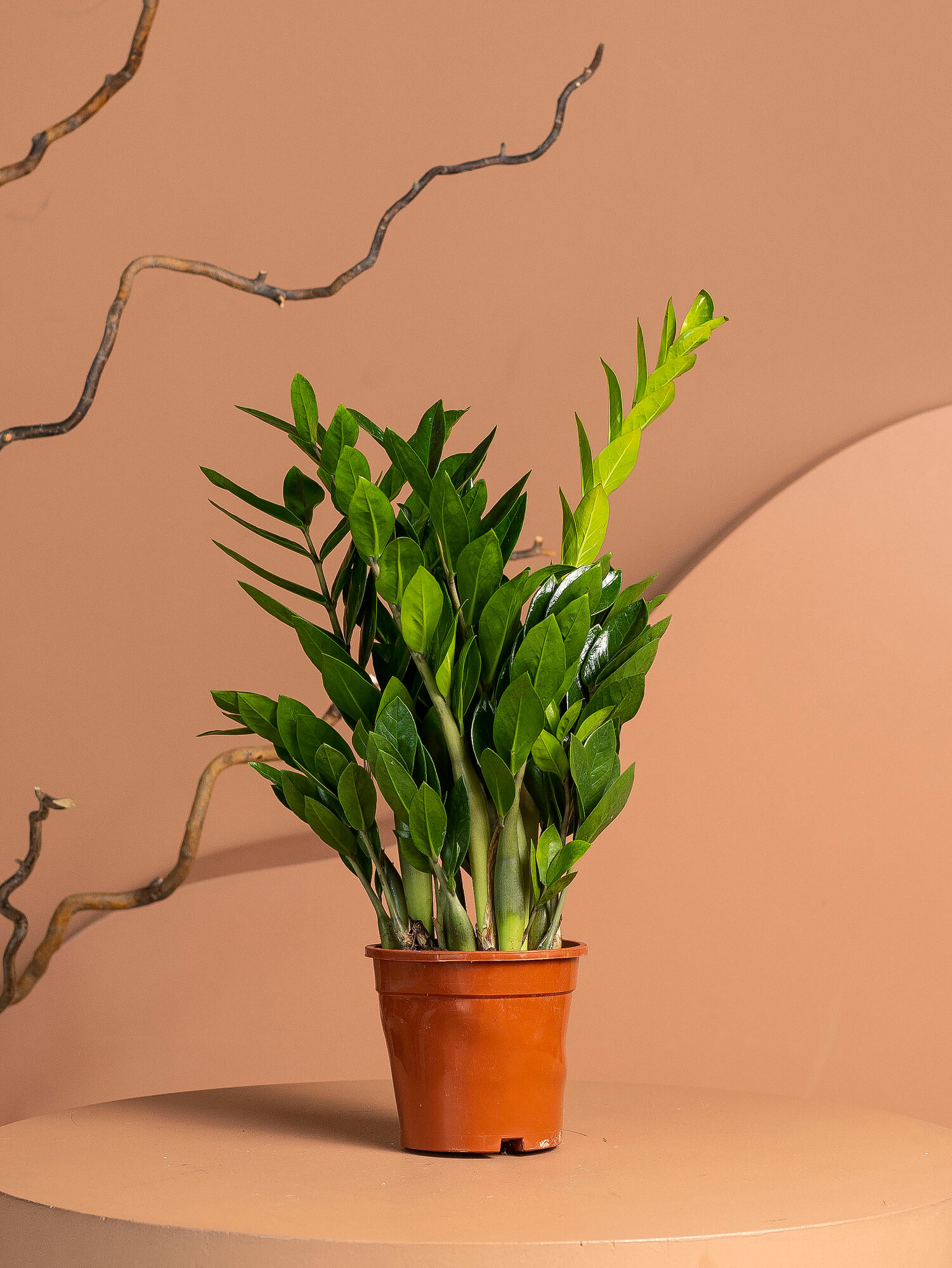 Geo Glass: Замиокулькас домашний  денежное дерево  растения для дома 17/60 см