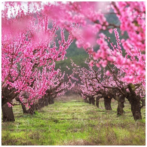 Персиковое дерево (лат. Prunus persica) семена 3шт