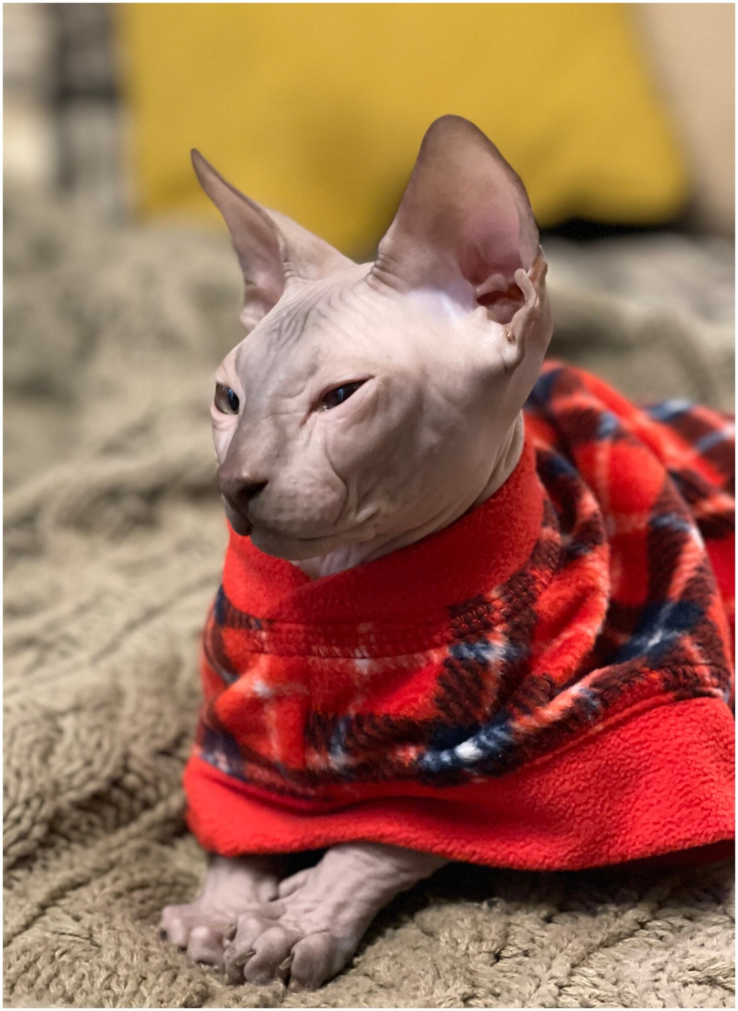 Флисовый жилет для кошек, красный, XL - фотография № 5