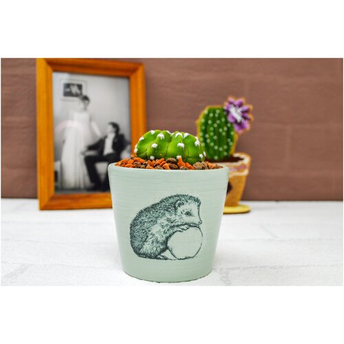 Кактусник Ёжик, для кактусов и суккулентов, диаметр 8 см, высота 7 см, мятный